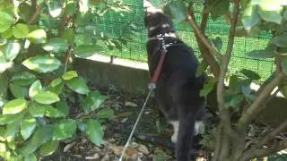 Pippetto Kiri in mezzo alla siepe