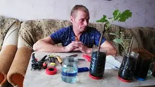 Выращивание сильного виноградного куста из небольшого черенка