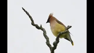 Spring Birds of Rippon Landing