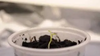 Crescita iniziale di un Habanero