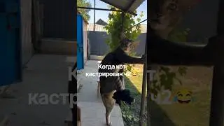 Когда кот кастрирован ч2 