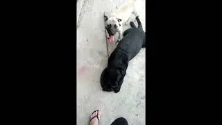 Cabo de Guerra entre Megão e Kira #cabodeguerra