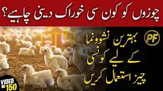 chozo ki feed | best feed for chicks growth | poultry farming | Complete Diet Plan For Chicks