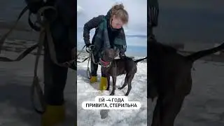 Приют для собак "Домашний":"Выбери меня" Стаффи ждёт своего человека!