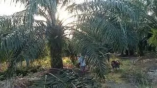 Panen pelepah alias pruning buah sawit ngetrek