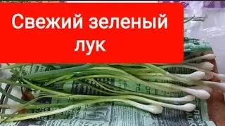 Как сохранить зелёный лук?