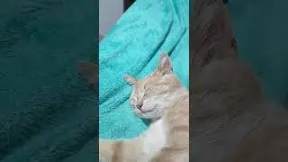 мысли кота Мурлика. #маэстро