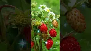 Земляника(Вероника Устимова)