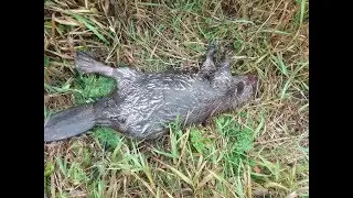 Проходной капкан на бобра с приманкой