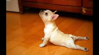Funniest Animals [Compilation 6]
