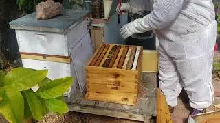 Better Bee Comb Install | Brood Chamber Expansion in Hive #1