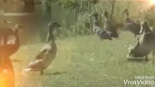 Народный ансамбль гусей