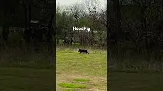Wild hog caught on camera 📸 #shorts