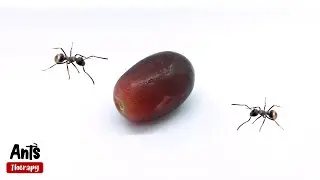 Ants VS Grape 4K Timelapse
