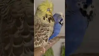 Is this a balanced pair? #budgies #budgie #muhabbetkuşu #muhabet #viral