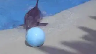 Maverick, the dolphin