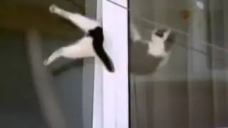 Спасение котэ
