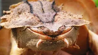 The 5 STRANGEST Reptiles in the World