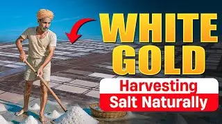 How india Harvests Salt for Whole World - Start to Finish