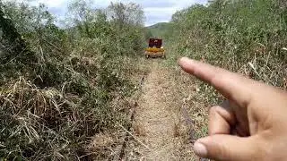 Terceiro corte após estação de Russinha
