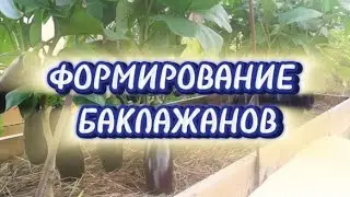 Формирование баклажанов