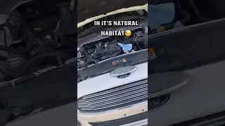 Ford in it’s Natural Habitat #ford