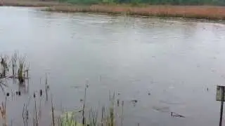 Fucking Fish... Everywhere! (literally)