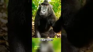 Give the monkey rights