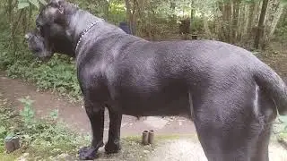 Кане Корсо охраняет.