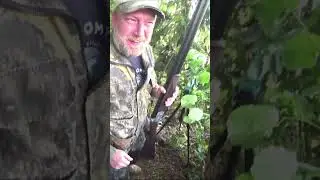 Охота на вяхиря 2024 Красивый дуплет #охота#вяхирь#shorts