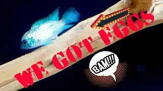 #fishtank #cichlids #aquarium 
SOUTH AMERICAN ACARAS | WE GOT US SOME EGGS |