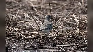 Birds Nature@CT#USA