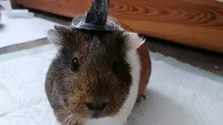 Милые видио с морскими свинками💕