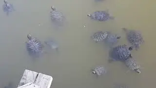 Ankara GöksuPark Su Kaplumbağaları