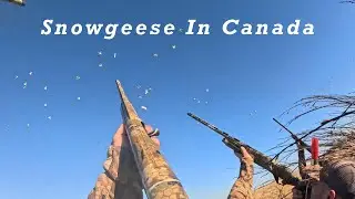 HUGE flocks! Snow Geese In Saskatchewan (110 birds + a band)