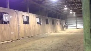 TWH Mare For Sale- Erin Brockovich 
