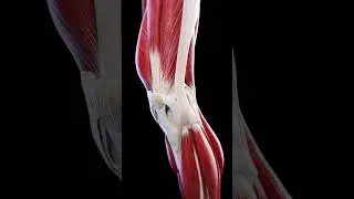 Anatomy of the knee movement  