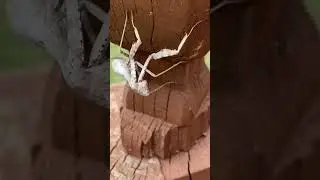 Praying Mantis
