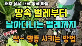 배추 무 대파 쪽파 땅속 벌레부터 날아다니는 벌레까지 농약없이 싹 사라지게하는 방법 #벌레퇴치방법