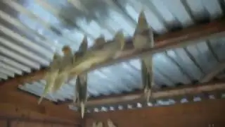 Мое хобби КАРЕЛЫ