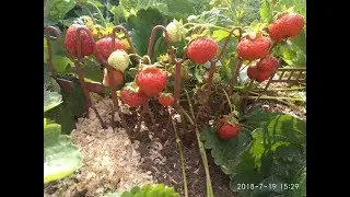 С кем мы делимся урожаем клубники и немного о сорте клубники Элиане