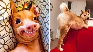 😁 Funniest 🐶 Dogs and 😻 Cats - Cutest Pet Videos Of The 2021