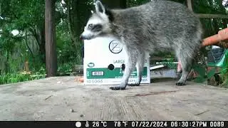I Put Scraps🍕🍗 in the Pole Barn - What Happened?😺🦝