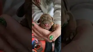 Baby Mini Dachshund puppies born today!!!