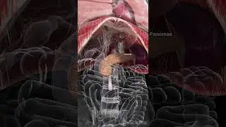 Unveiling the Power of the Pancreas