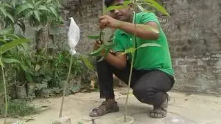 আম গাছে জোড় কলম করার পদ্ধতি / How to Graft Mango Trees Branch