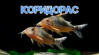 СОМИКИ КОРИДОРАСЫ. СОДЕРЖАНИЕ В АКВАРИУМЕ И РАЗВЕДЕНИЕ