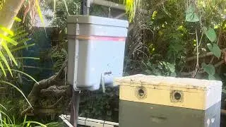 Massive Honeybee swarm ￼