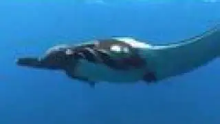 8: Giant Manta Rays of Mexico - Part One