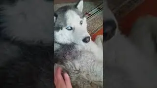 хаски космос папа